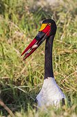 Saddle-billed stork with a fish catch in beak.