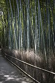 Arashiyama (?? Storm Mountain) is a famous district outskirts of Kyoto, Japan. Very famous among the locals and tourists for its Path to Bamboo Forest.