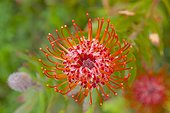 Leucospermum Tottum, Pink Star, originally from South Africa, now growing in Upcountry Maui, Hawaii, USA. The plant produces an abundance of pale pink to salmon orange flowers. Plant belongs to the protea family and it attracts numerous birds which  [...]