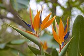 Bird of Paradise, Strelitzia Reginae, originally from South Africa, blooming in Upcountry Maui, Hawaii, USA. The name Bird of Paradise comes from its spectacular flower shape which resembles a bird's beak and head plumage.