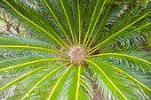 Cycad Palm, Cycas Revoluta, originally from China and Japan, in Upcountry Maui, Hawaii, USA. Cycads typically grow very slowly and live very long, with some specimens known to be as much as 1,000 years old.