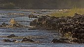 Wildebeest herd crossing Mara River on a hot and dusty day.