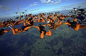 Skydiving formation