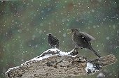 Blackbird (Turdus merula) threatening European Starling (Sturnus vulgaris)