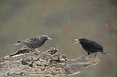 Blackbird (Turdus merula) threatening European Starling (Sturnus vulgaris)