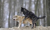 Mackenzie Wolf, Canadian wolf, Timber wolf (Canis lupus occidentalis), mating, rut