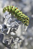 Old World Swallowtail (Papilio machaon), caterpillar