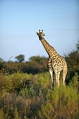 Angolan Giraffe or Smoky Giraffe (Giraffa camelopardalis angolensis), Okavango Delta, Botswana, Africa