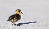 Duckling, Mallard Duck (Anas plathyrhynchos)