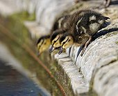 Ducklings, Mallard Duck (Anas plathyrhynchos) about to leap into the water