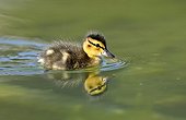 Duckling, Mallard Duck (Anas plathyrhynchos)