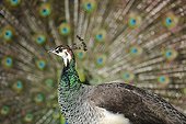 Courtship display, peahen in front of Indian Peacock (Pavo cristatus) displaying