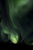 Swirling Northern Lights, Polar Lights, silhouette of pine tree, Aurora Borealis, green, near Whitehorse, Yukon Territory, Canada