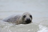 Gray seal (Halichoerus grypus) swimming in water