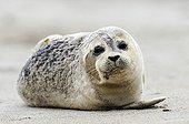 Young Grey Seal (Halichoerus grypus), ocean island, Helgoland, Schleswig-Holstein, Germany, Europe