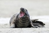 Gray seal (Halichoerus grypus) with open mouth, ocean island, Helgoland, Schleswig-Holstein, Germany, Europe