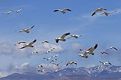 Snow Geese (Anser caerulescens atlanticus, Chen caerulescens) overwintering, flying over mountains, Bosque del Apache Wildlife Refuge, New Mexico, USA
