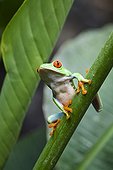 Gaudy Leaf Frog, Redeyed Tree Frog (Agalychnis callidryas), rainforest, Costa Rica, Central America