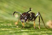 Bullet Ant (Paraponera clavata) in lowland rainforest, Braulio Carrillo National Park, Costa Rica, Central America