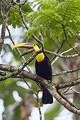Swainson's Toucan (Ramphastos ambiguus swainsonii), rainforest, Braulio Carrillo National Park, Costa Rica, Central America