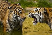 Two Tigers (Panthera tigris)