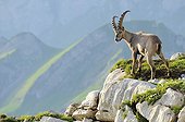 Alpine ibex (Capra ibex), standing on rock ledge