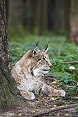 European lynx (Lynx lynx), resting, Bavaria, Germany, Europe