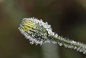 Raindrops on a hairy flower bud, Burren, Ireland, Europe