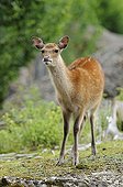 Fallow Deer (Dama dama), roe