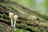 Mushrooms on a rotten oak tree