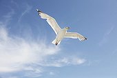 Seagull against a blue sky and cloud