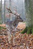 Fallow Deer (Dama dama) buck