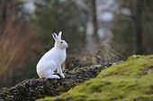 Alpine Hare (Lepus timidus varronis) in its winter pelage
