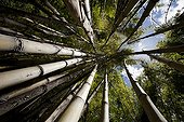 Bamboo subspecies (Chusquea culeou), Los Alerces National Park, Patagonia, Argentina, South America