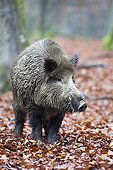 Wild boar (Sus scrofa), tusker