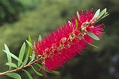 Blossoming Callistemon sp (Callistemon sp), New South Wales, Australia