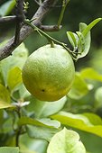 Unripe lemon on tree