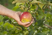 Hand picking apple, apple harvest