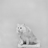 Cat sitting on stool against white background, close-up