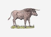 Illustration of male Aurochs (Bos primigenius) standing on grass