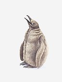 Illustration of King Penguin (Aptenodytes patagonicus) chick