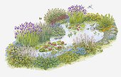 Illustration of a pond showing rich variety of plants