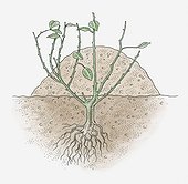 Illustration of rose plant with earth mounded up around it to protect it in winter