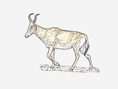 Illustration of Hartebeest (Alcelaphus buselaphus) walking on arid ground