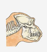 Illustration of skull on profile of adult Gorilla (Gorilla gorilla)