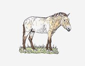 Illustration of Przewalski's Horse (Equus ferus przewalskii) standing on grass
