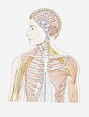 Illustration of human musculo-skeletal system