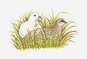 Illustration of Rock Ptarmigan (Lagopus muta) with male in white winter plumage and female with summer plumage sitting in long grass