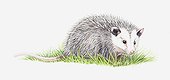 Illustration of Opossum (Didelphimorphia) on grass