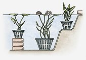 Illustration of underwater plants at different depths